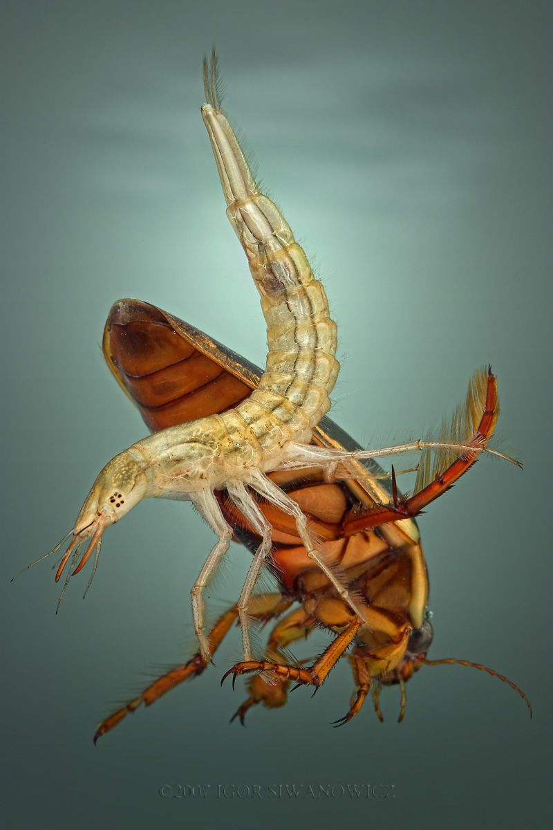 [divingbeetle2_Igor.jpg]