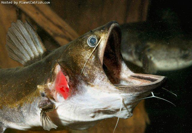 [asterophysuscatfish_planetcatfish1com.jpg]