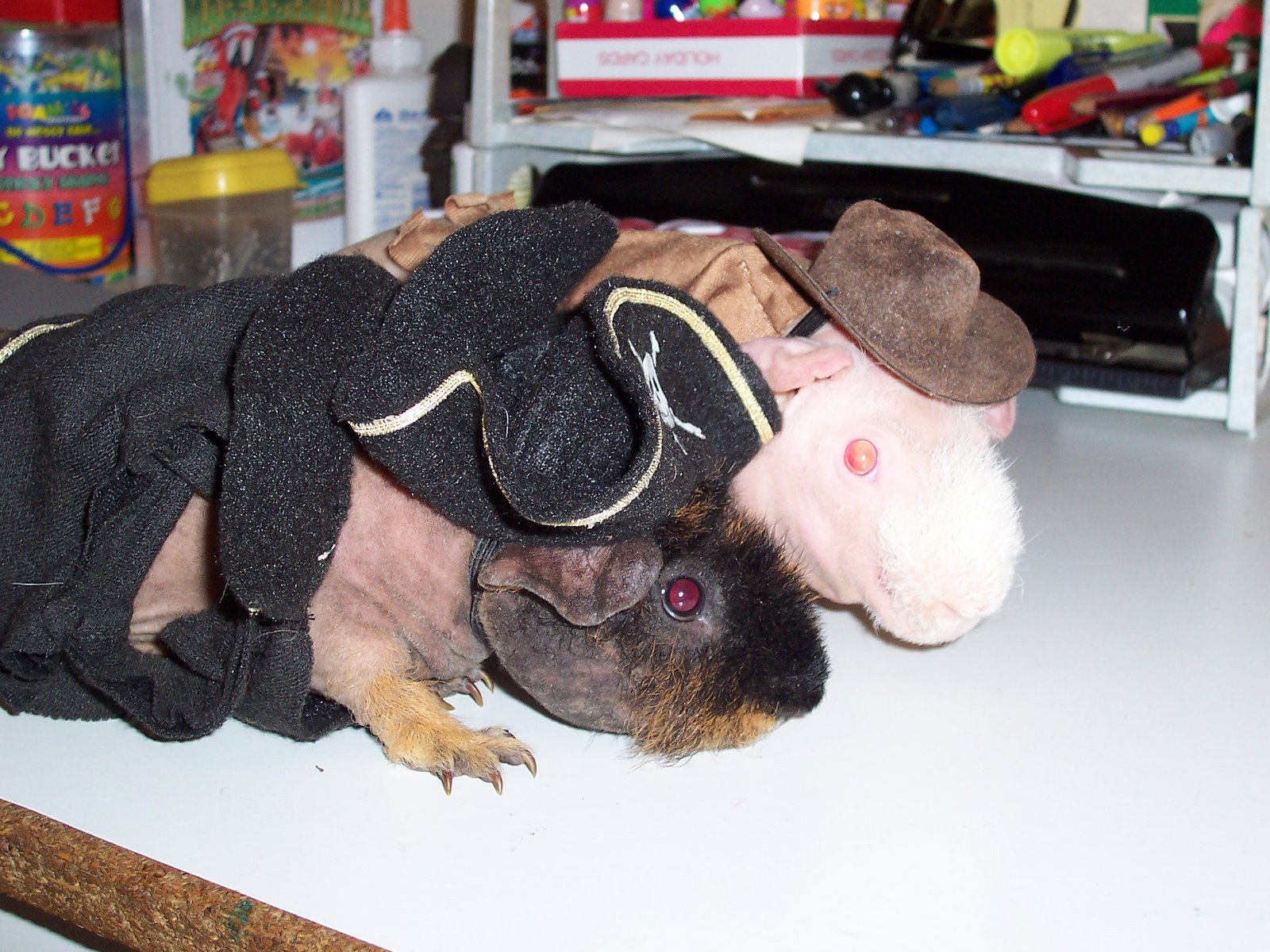 [guineapigs_SDollar.JPG]