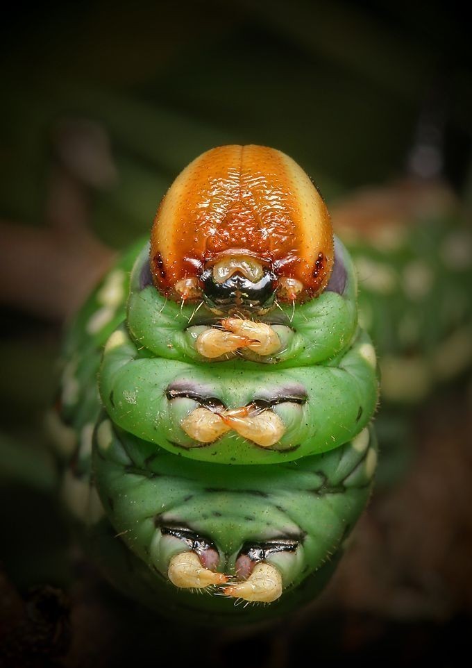 [caterpillar_knuttz.jpg]