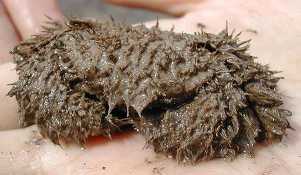 [hairycrab_phlimm.jpg]