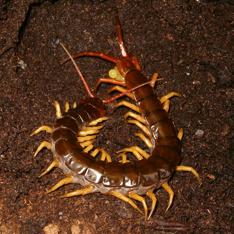 [eggs01_centipede_jde.jpg]