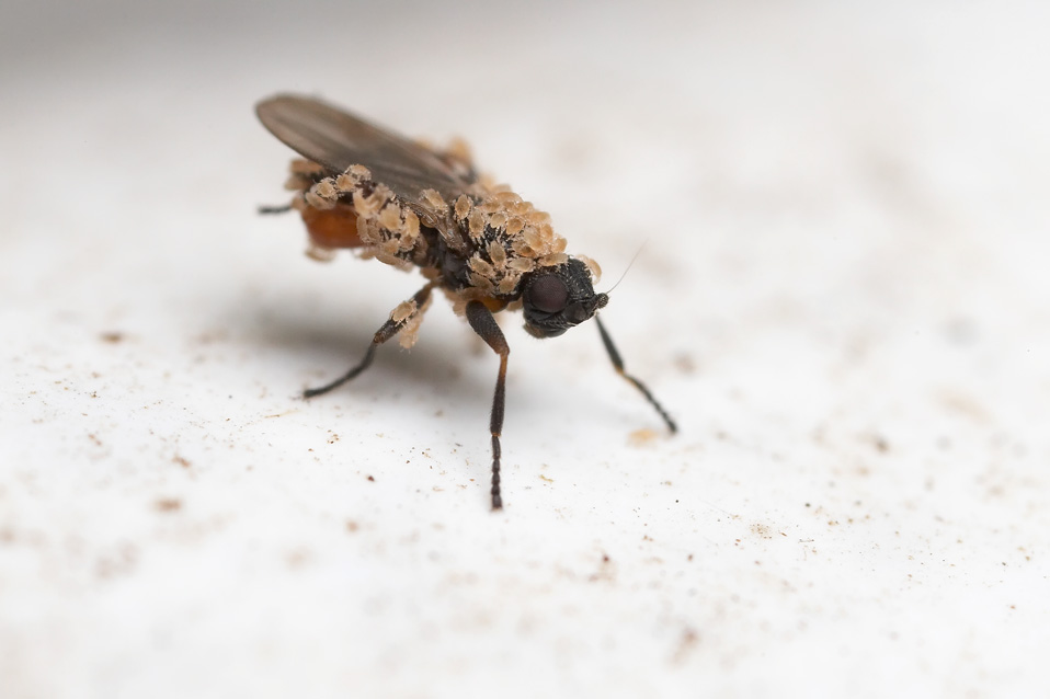 [flycoveredinants_lordv.jpg]