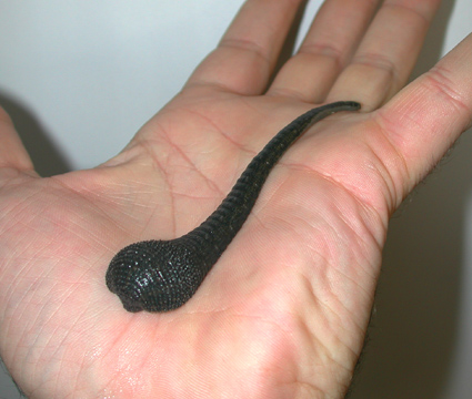 [amazonleech_amazing-planet!net.jpg]