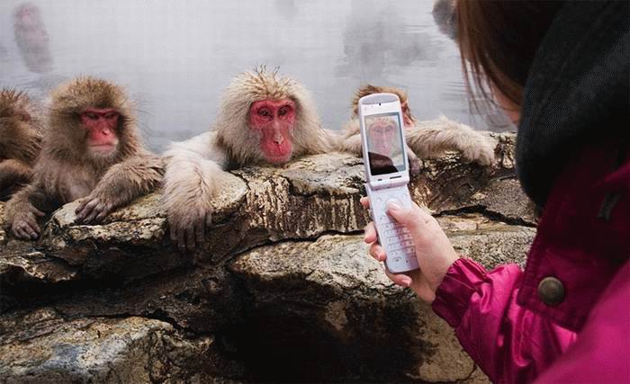 [macaquesinpool_knuttz.jpg]