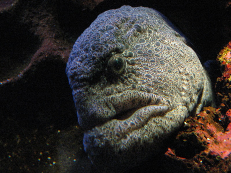 [wolfeel_carmyarmyofme.jpg]