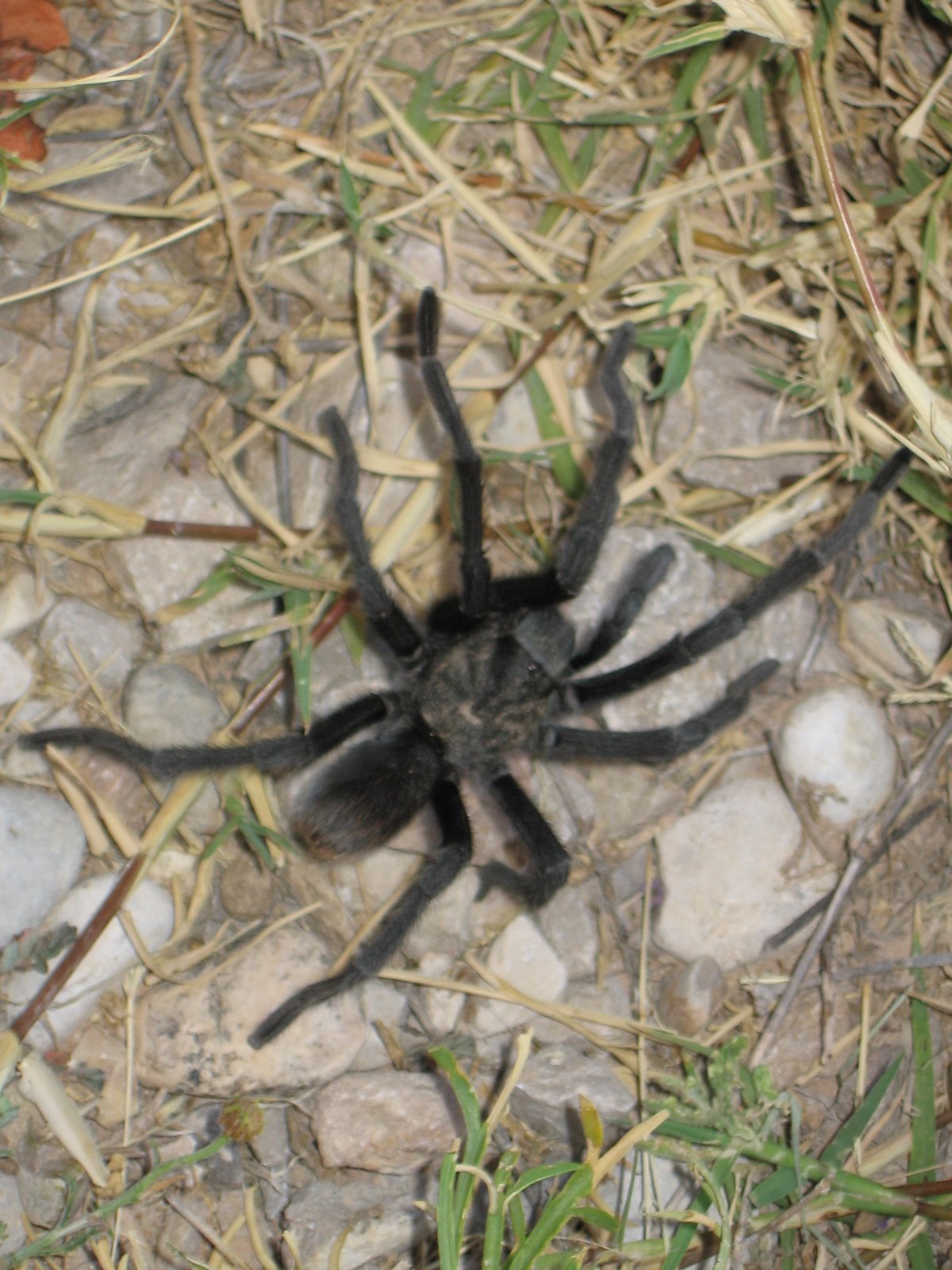 [tarantula1_Sandy.JPG]