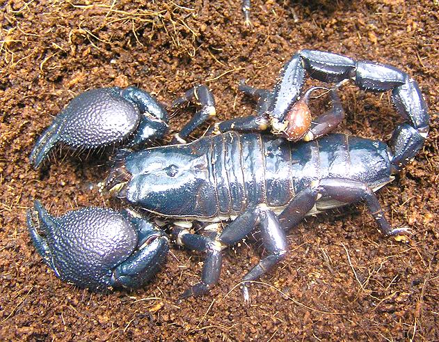 [scorpion_knuttz.jpg]