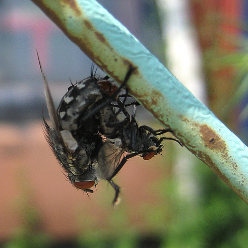 [fliesmating_Leigh.jpg]