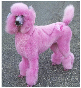 [pink+poodle.png]