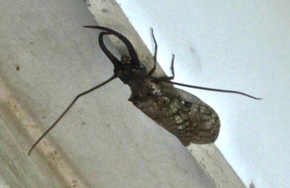 [tuskedbug_Victoria.jpg]