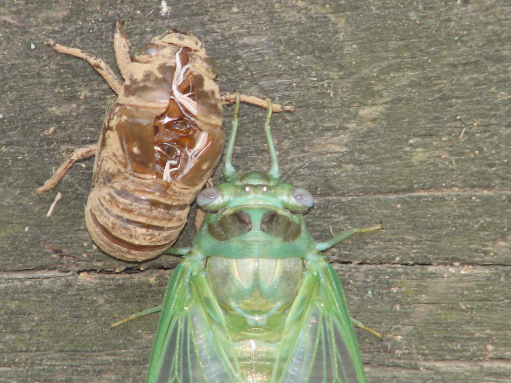 [cicadaandmolt1_Elizabeth.jpg]