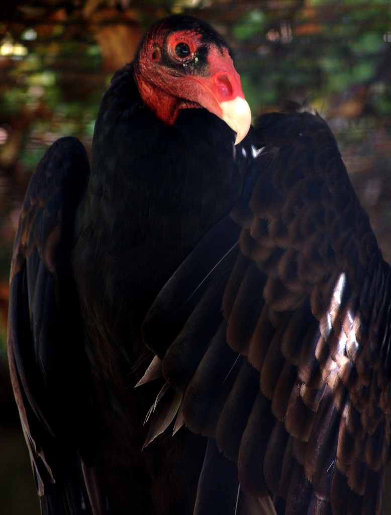 [turkeyvulture_KLindeman2.jpg]