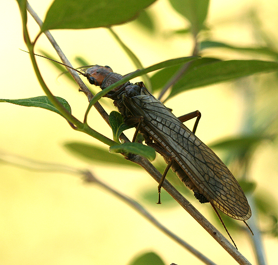 [Stonefly_BugGuide1net.jpg]