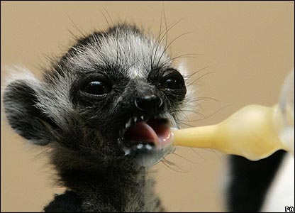 [ringtailedlemerbaby2.jpg]