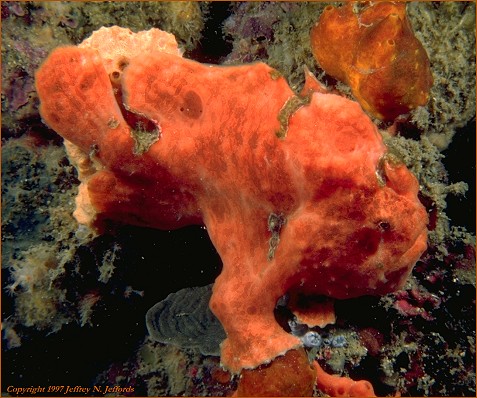 [red+frogfish.jpg]