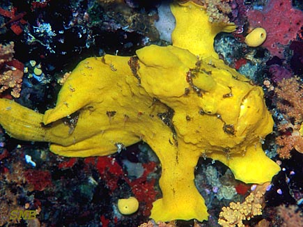 [yellow+frogfish.jpg]
