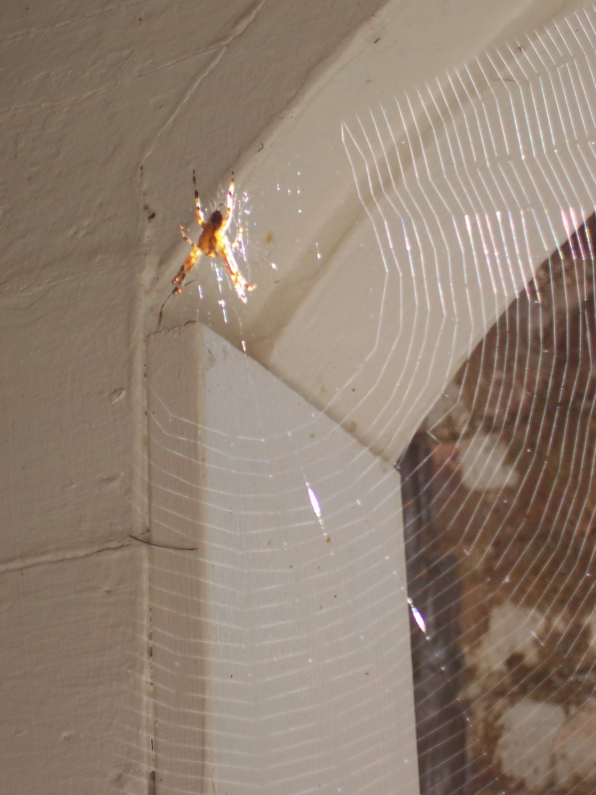 [spiderindoor_HeatherNewman.JPG]