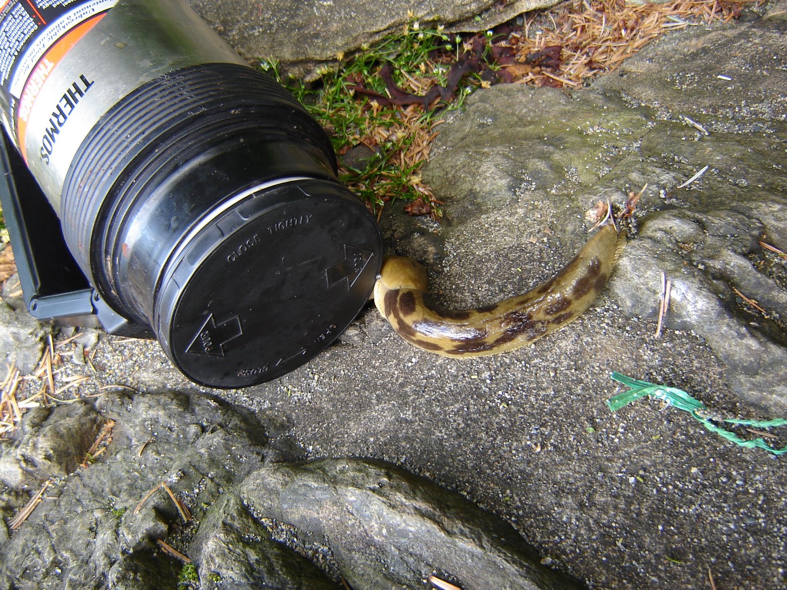 [bananaslug_RickAckerly.JPG]