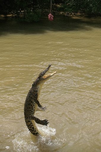 [crocjumping_knuttz.jpg]