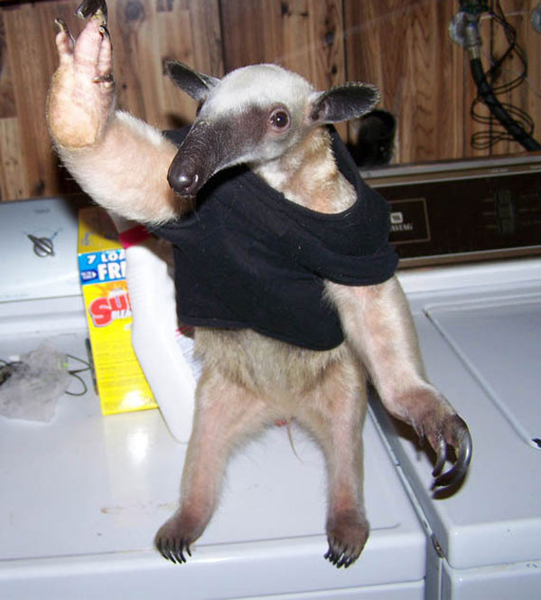 [anteaterinshirt_knuttz.jpg]