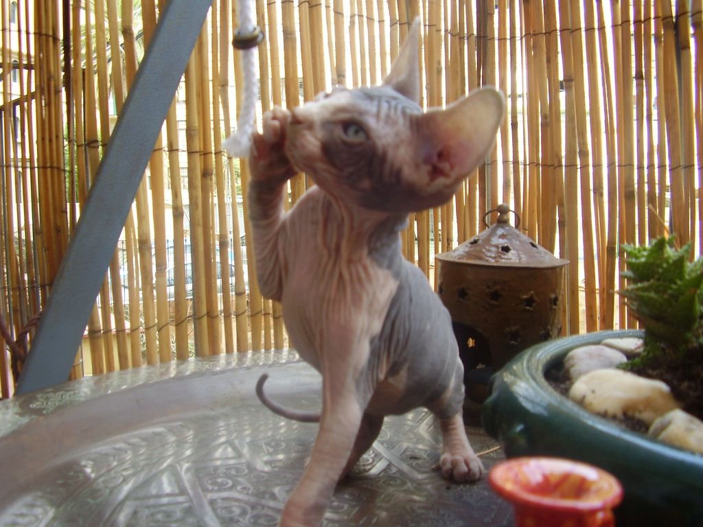 [Sgorby+sphynx+kittens+2.jpg]