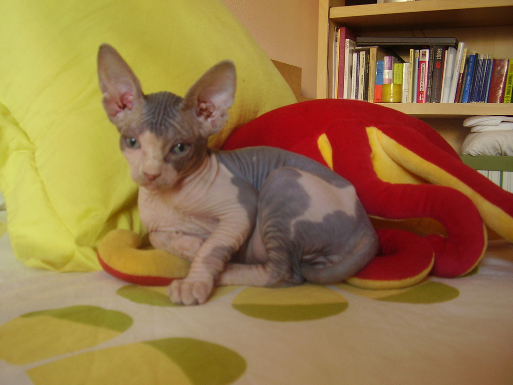 [Sgorby+sphynx+kittens+2.jpg]