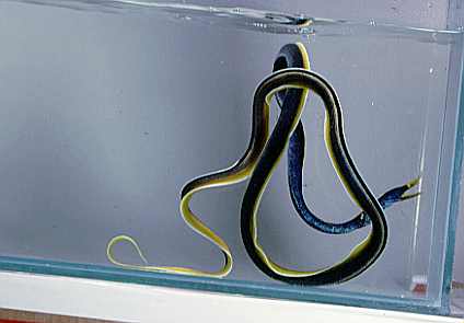 [Ribboneel_dkimages1com.JPG]