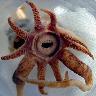 Ugly Squid
