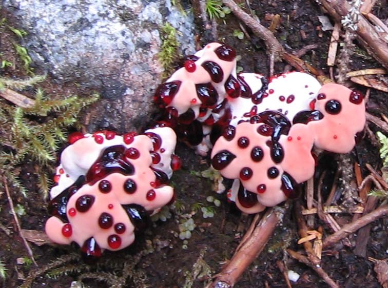 [BleedingToothFungus+2.jpg]