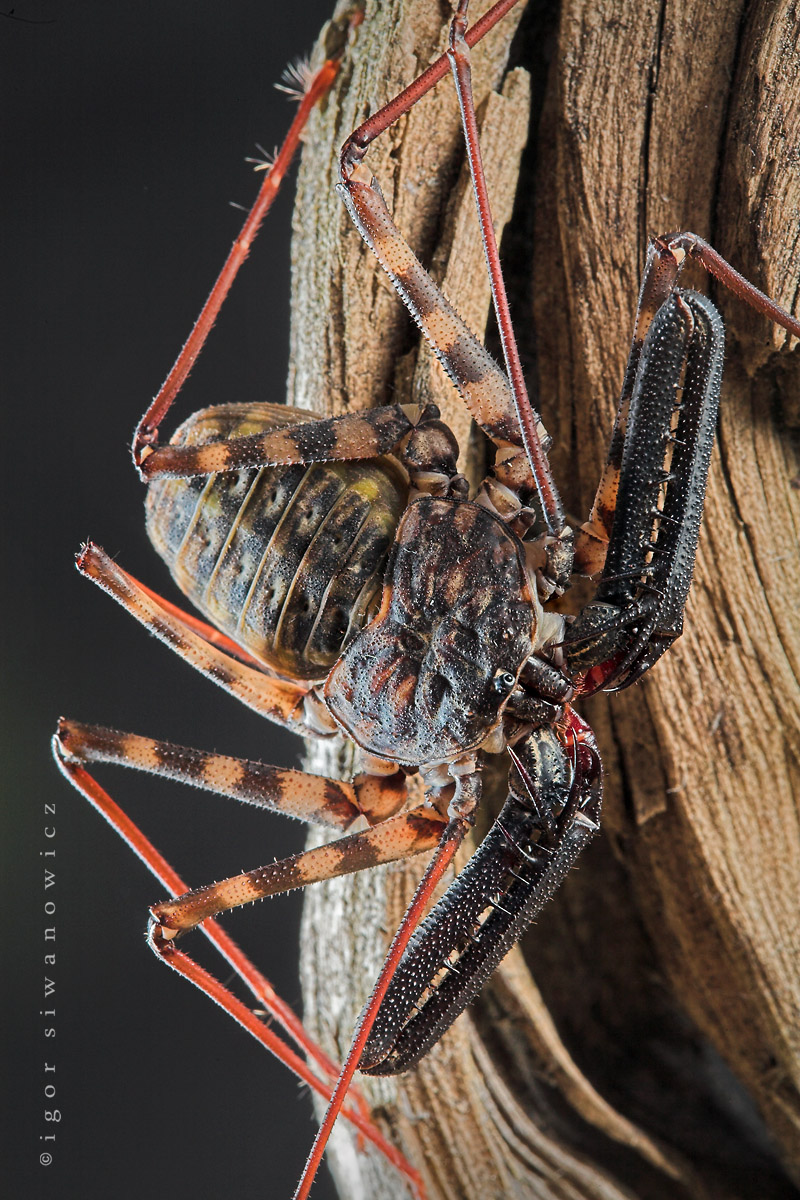 [damonvariegata2_Igor.jpg]