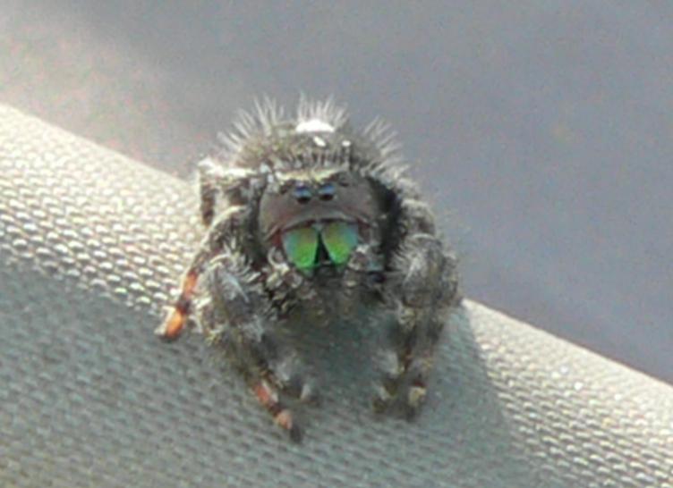 [LA+Spider_Jenni.JPG]