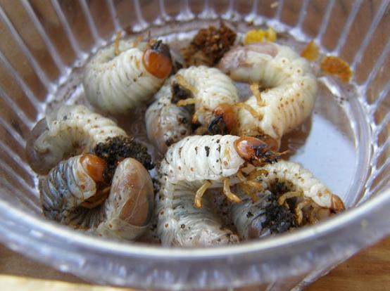[Bowl+full+of+grubs.JPG]