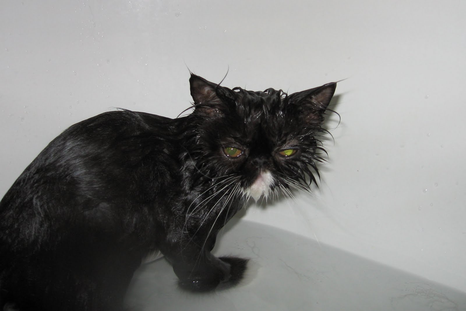 [dissapproving+kitty.jpg]