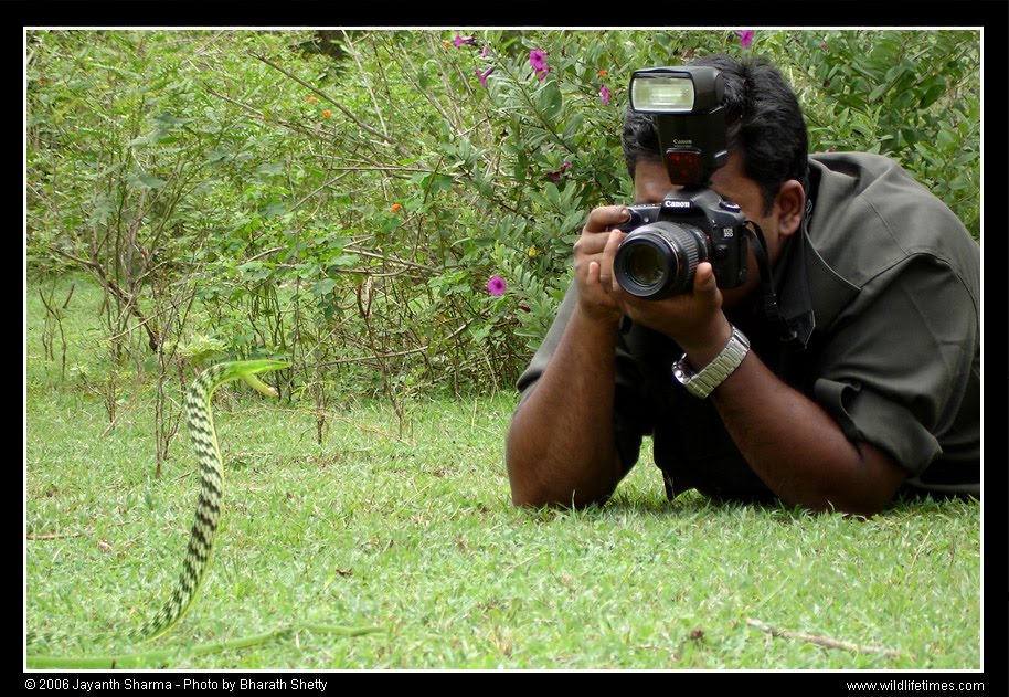 [green+vine+snake+-+jayanth+2.jpg]