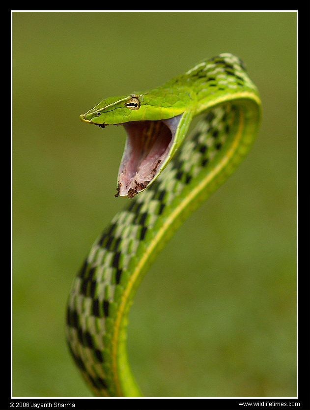 [green+vine+snake+-+jayanth.jpg]