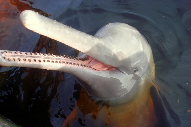 [amazon-river-dolphin+3.jpg]
