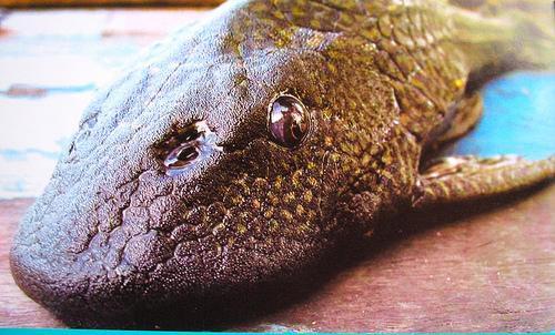 [pleco+3.jpg]