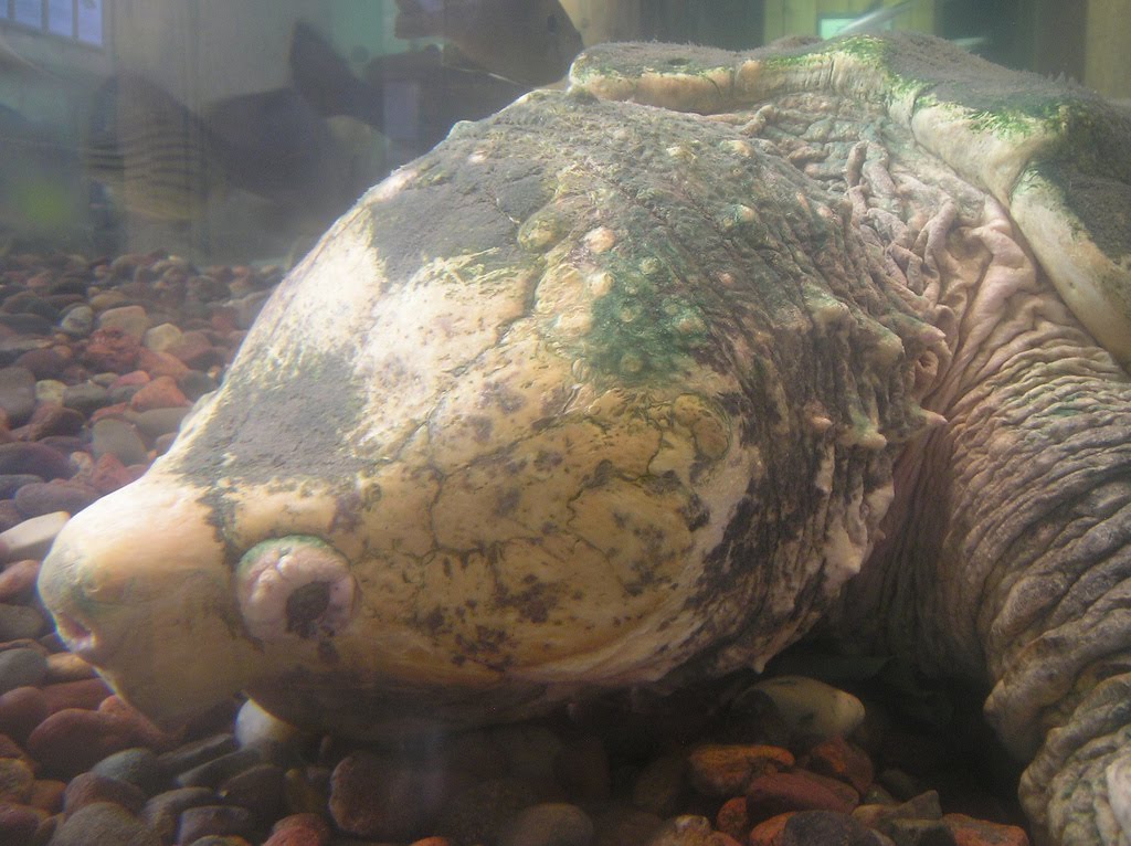 [alligator+snapper+head.jpg]