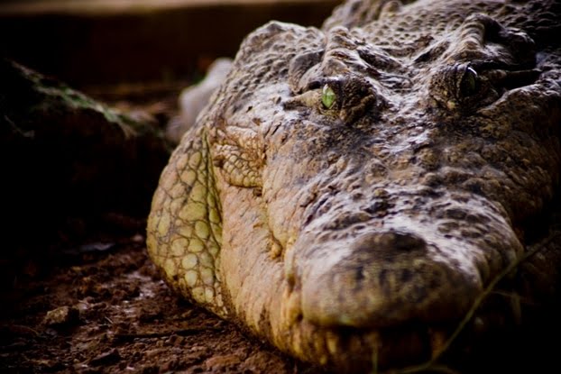 [croc+-+nicholas+cheong.jpg]