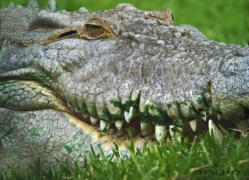 [croc+-+justabird+2.jpg]