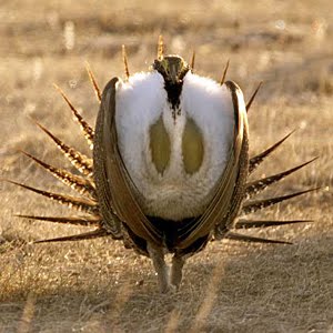 [sage+grouse.jpg]