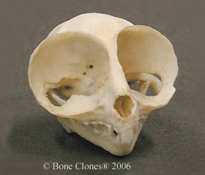 [tarsier+skull.jpg]