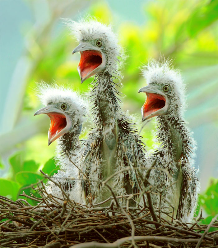 [malay+night+heron+chicks.jpg]