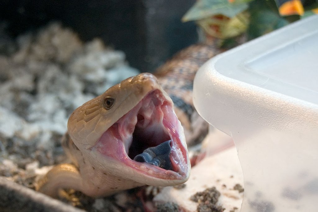 [skink+yawning.jpg]