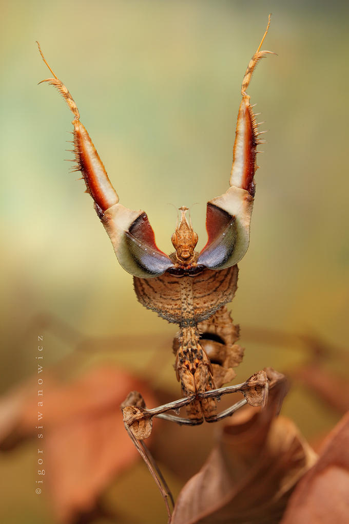 [igor+s+mantid+7.jpg]