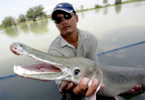 Gar Animal