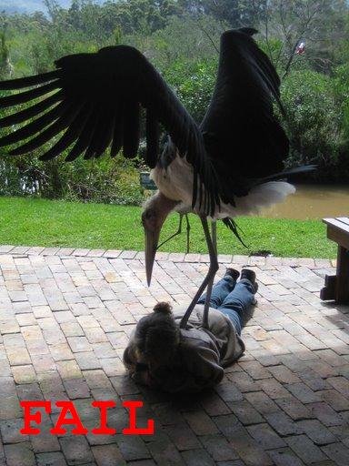 [Marabou+Fail.bmp]