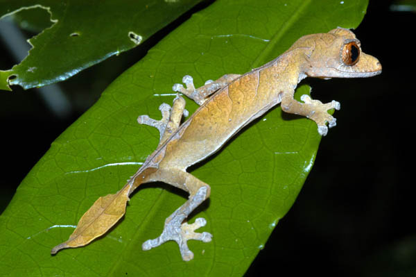 [Leag-tailed+Gecko.jpg]