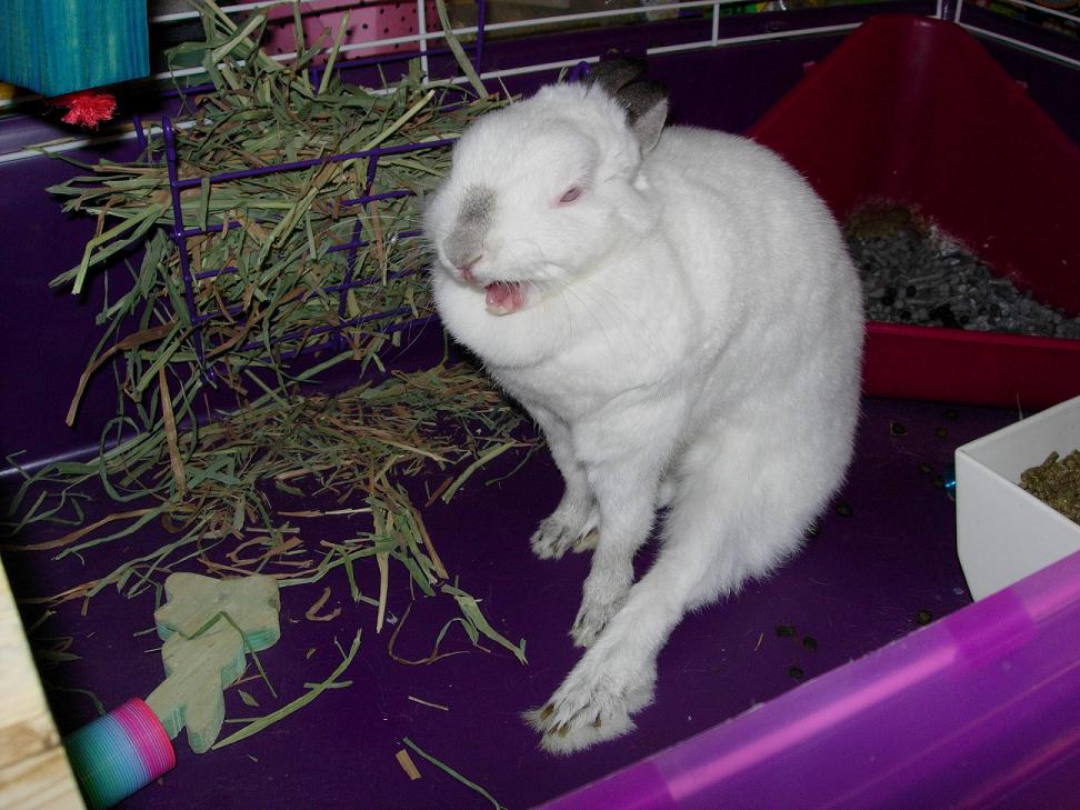 [Yawning+Bunny.jpg]